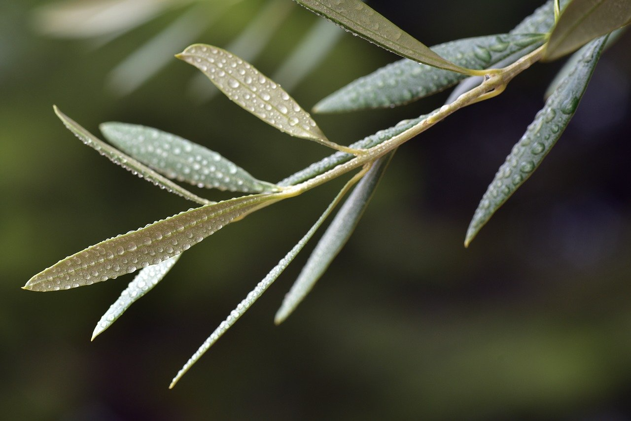La hoja de Olivo puede sanar todas estas enfermedades de manera Natural