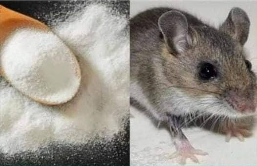 Eliminar ratas con bicarbonato de sodio