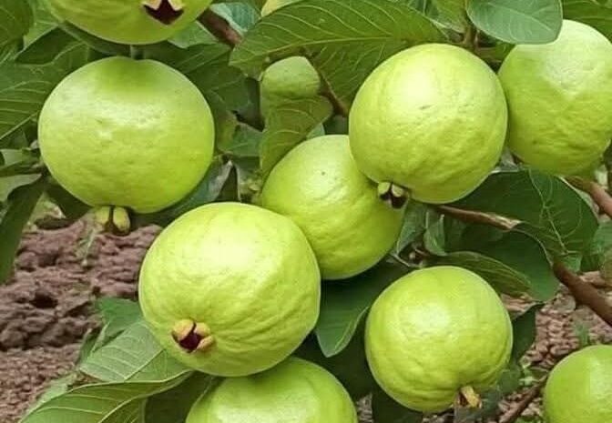 Guayaba: Un Tesoro Natural en tu Hogar