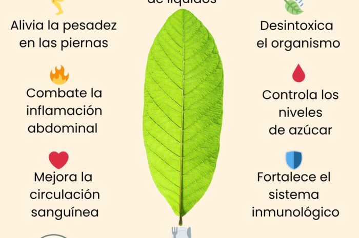 Hojas de Guayaba: Beneficios y Recetas Naturales