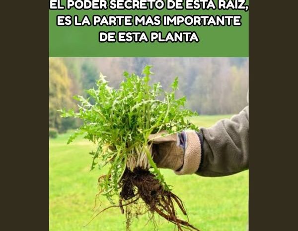 Los Beneficios Ocultos de las Raíces: Descubre el Poder del Diente de León