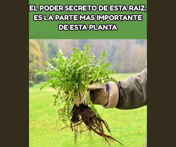 Raíz de diente de león