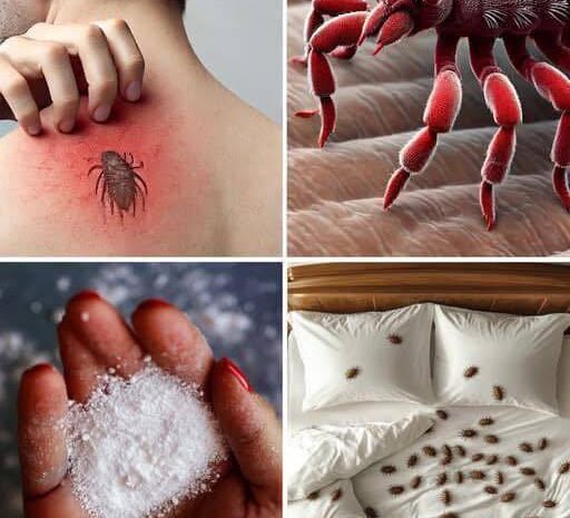 ¡Cuidado! ¿Tu colchón tiene ácaros? Descubre cómo prevenir enfermedades y malestar