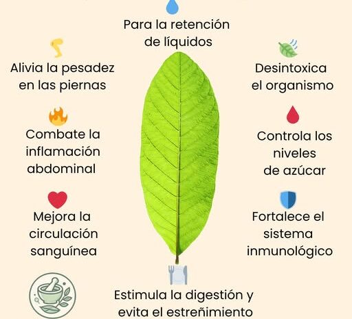 Los Asombrosos Beneficios de las Hojas de Guayaba para Tu Salud