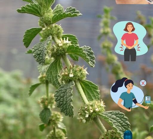 Descubre los Increíbles Beneficios de una Planta Común en Tu Jardín