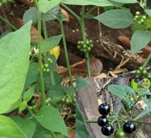Descubre la Maravilla de la Planta Milagrosa: Beneficios y Recetas Naturales