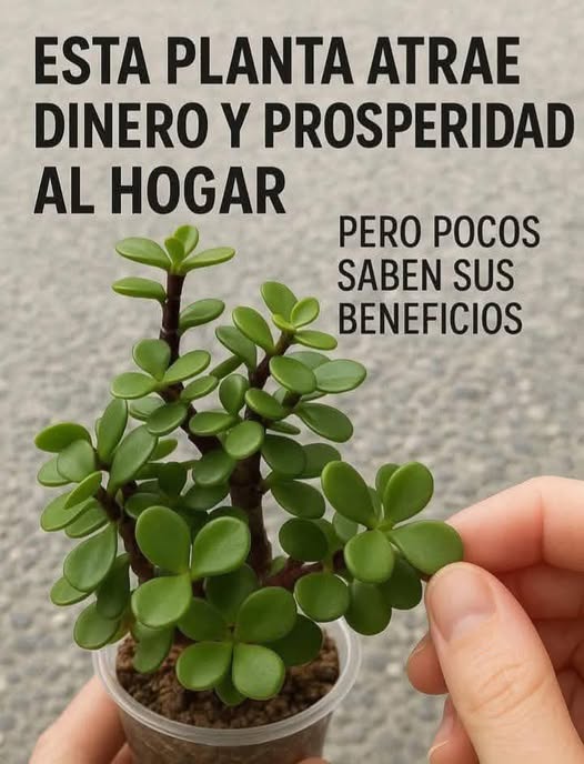 Planta de Jade en Maceta