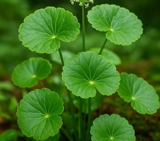 Centella Asiática: La Planta de la Longevidad y sus Beneficios en la Nutrición Consciente