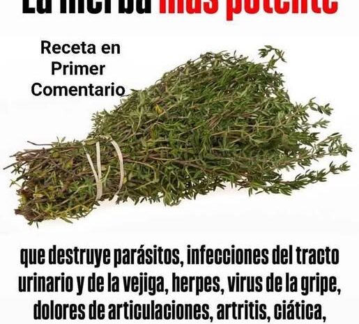 El Poder del Tomillo: Secretos para Curar Heridas y Mejorar la Salud