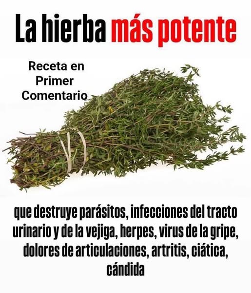 Tomillo, la hierba del soldado