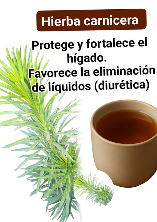 Hierba Carnicera