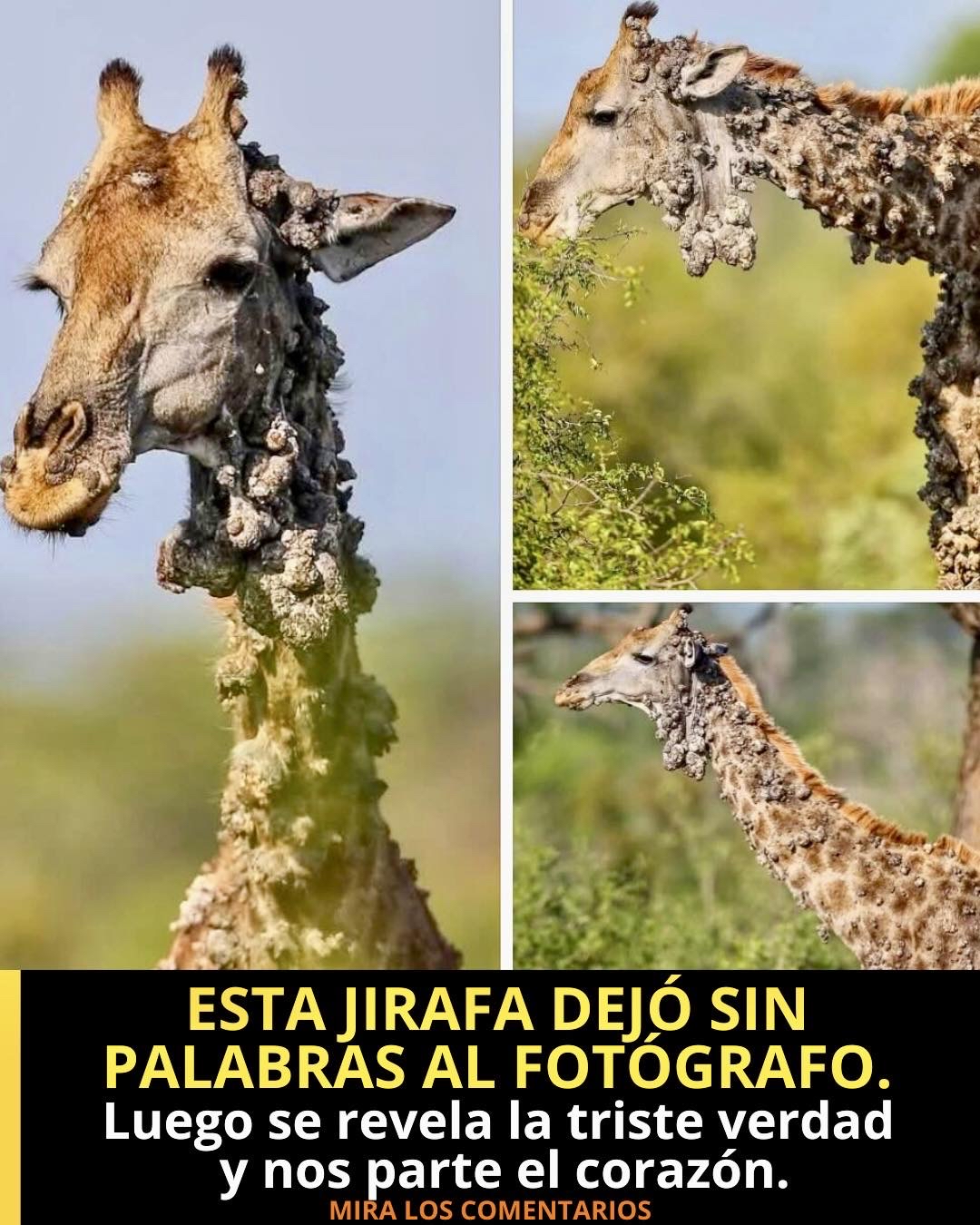 Jirafa con crecimientos inusuales en su piel