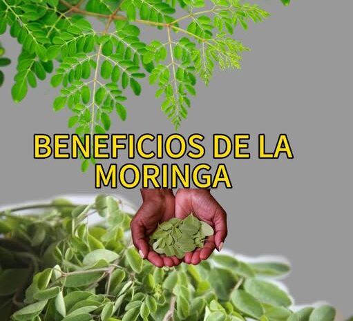 Beneficios de la Moringa: El Superalimento que Mejora Tu Salud