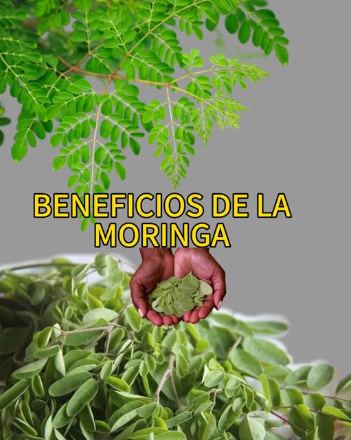Hojas de moringa