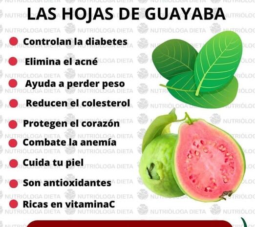 El Secreto Milenario de las Hojas de Guayaba: ¡Descubre Sus 7 Poderes Curativos!