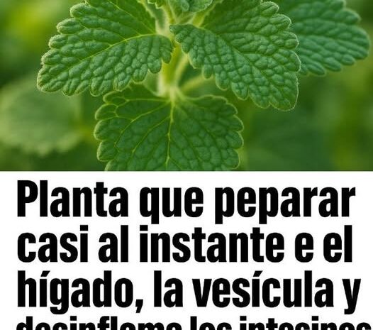 Una Maravilla Natural: Conoce la Planta que Promueve la Salud Hepática y Digestiva