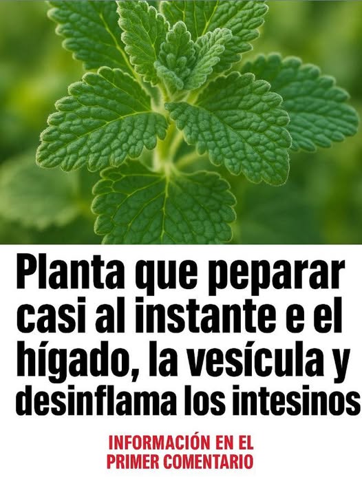 Planta medicinal