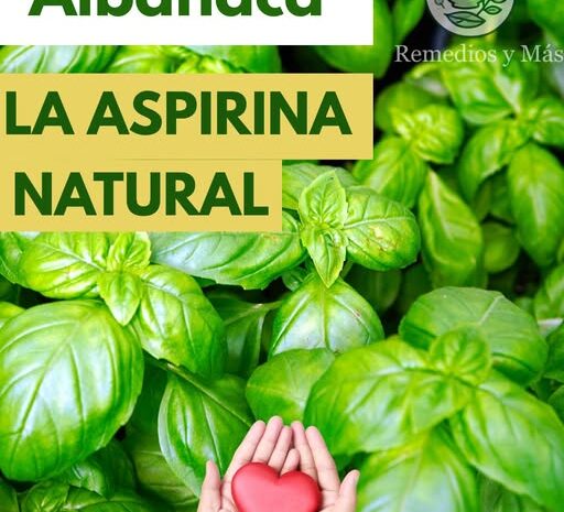 Albahaca: La Aspirina Natural para tu Corazón y Ojos