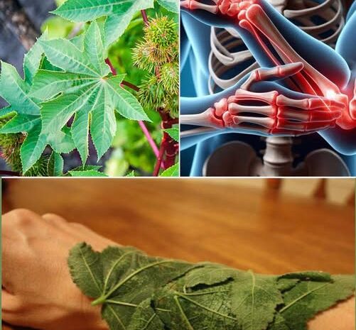 El Ricino: Oro Verde para Tu Salud Articular