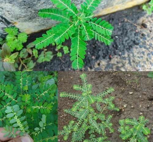 Chancapiedra: El Remedio Natural Más Eficaz Contra los Cálculos Renales