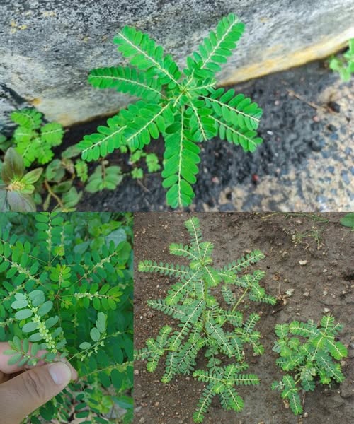 Planta chancapiedra (Phyllanthus niruri)