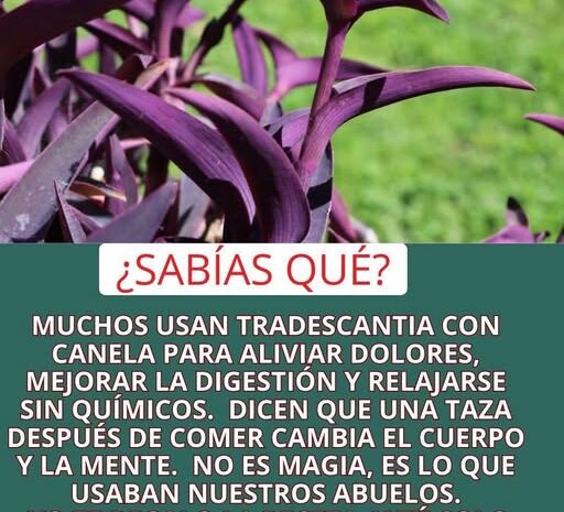 Infusión de Tradescantia con Canela: El Secreto Natural de Nuestros Abuelos para Sanar el Cuerpo y la Mente