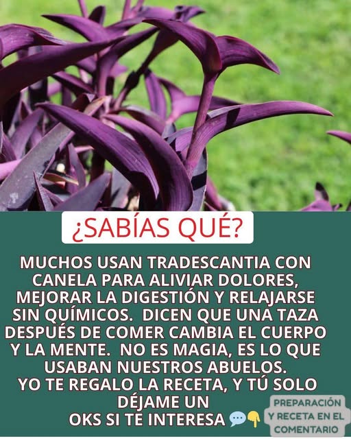 Infusión de Tradescantia con canela