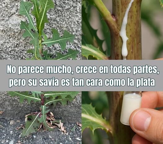 Las Propiedades Sorprendentes de una Planta Común: La Savia Valiosa del Cardo