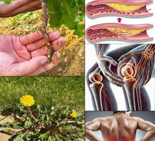 El Poder Oculto del Diente de León: La Humilde Maravilla de la Naturaleza