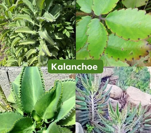 Kalanchoe: Un Tesoro Natural con Múltiples Propiedades Medicinales
