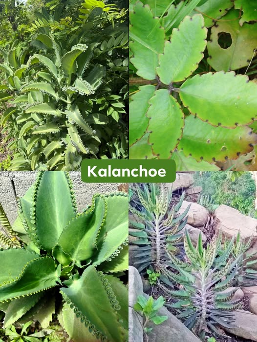 Variedades de Kalanchoe