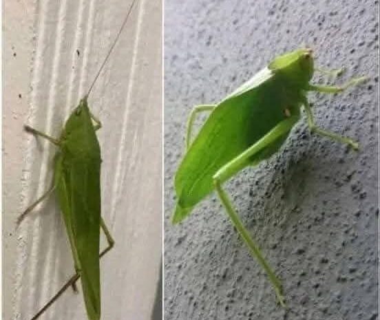 Los Insectos y el Camuflaje: Estrategias Naturales de Supervivencia
