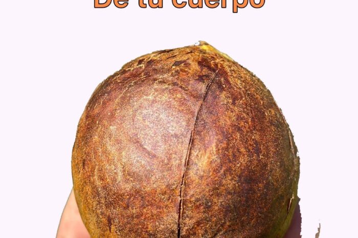 Los Beneficios Sorprendentes de la Semilla de Aguacate para tu Salud