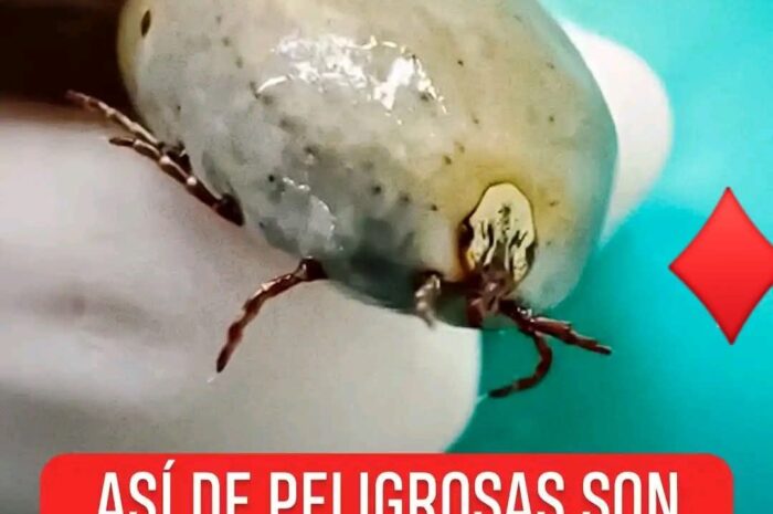 Garrapatas: Cómo Actuar ante una Picadura y Remedios Naturales