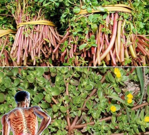 La Verdolaga: La Supercomida que Sabe Mejor que la Carne
