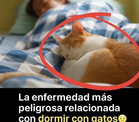 La Enfermedad Más Grava de Dormir con Gatos: Prevención y Salud