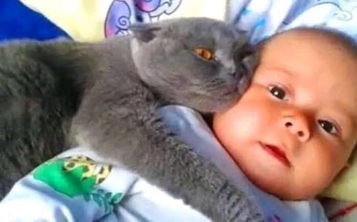 Gatos y Bebés: Un Vínculo que Transmite Amor y Seguridad