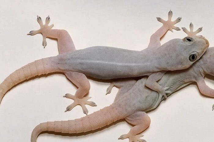 La Presencia del Gecko: Significado y Creencias Asociadas