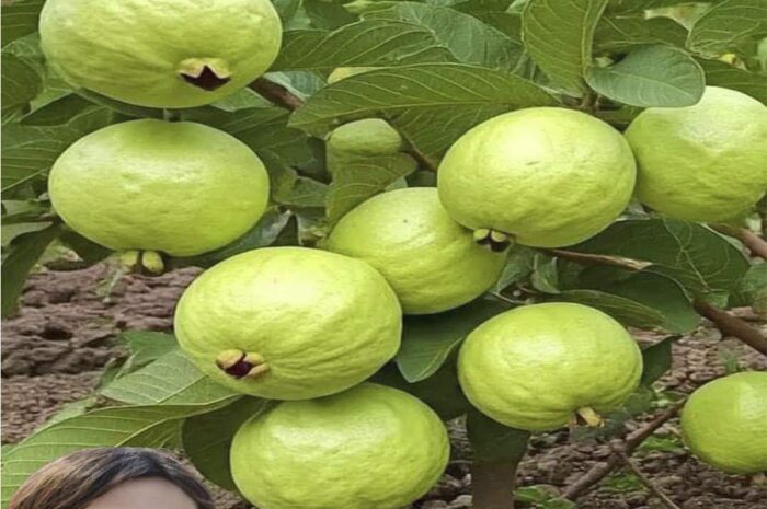 Guayaba: Un Tesoro Natural en Tu Hogar