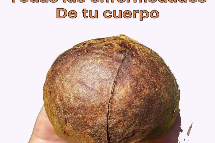 La Semilla de Aguacate: Un Potencial Remedio Natural para la Salud