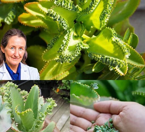 Kalanchoe: La Planta que Esconde un Tesoro de Beneficios para tu Salud