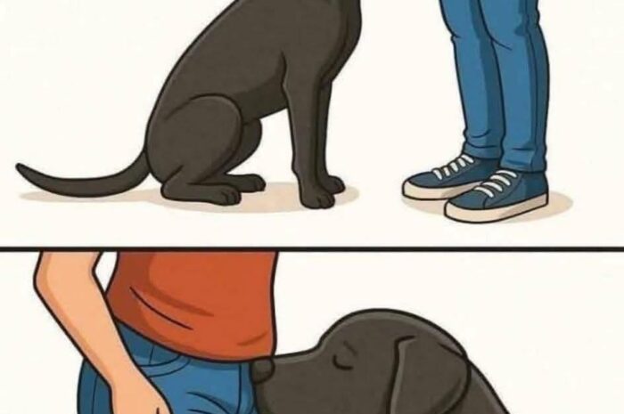 El Comportamiento Perro-Hombre: ¿Por Qué Olfatean Nuestras Partes?