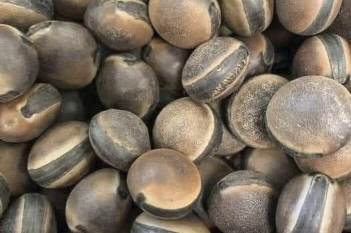 Los Poderes Ocultos del Mucuna Pruriens: El Fruto que Puede Cambiar tu Vida