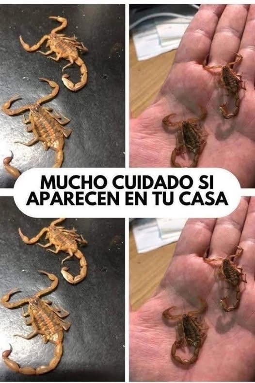 Escorpiones sobre una mano