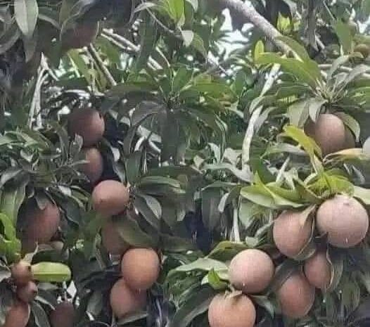 Descubriendo la Sapodilla: Una Joya Tropical para tu Salud