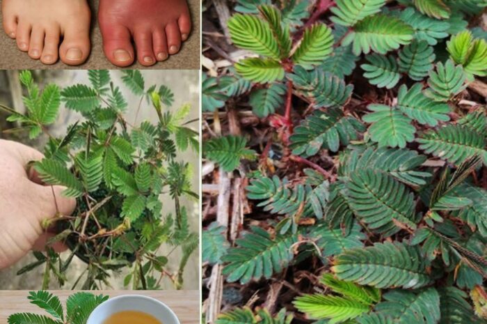Beneficios de la Mimosa Pudica: Un Remedio Natural para la Inflamación