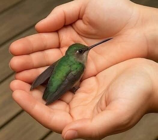El Significado de la Llegada de un Colibrí a Tu Hogar: Un Mensaje de la Naturaleza
