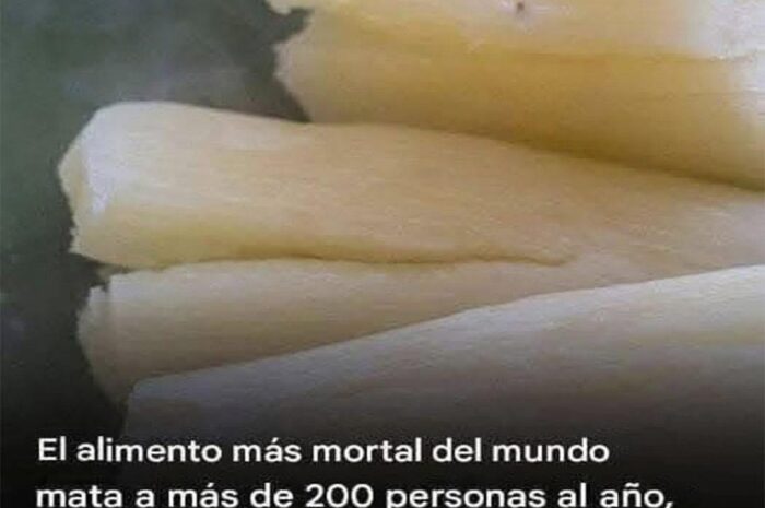 La Yuca: Un Tesoro Alimenticio y sus Riesgos Ocultos