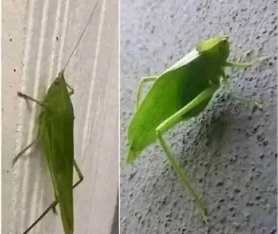 El Maravilloso Mimetismo en la Naturaleza y su Impacto en Nuestra Vida