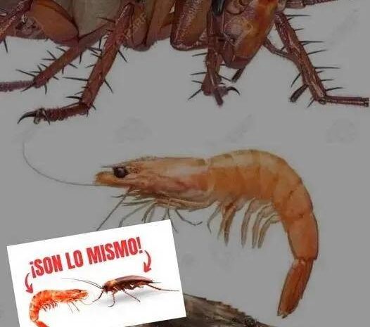 ¡Insectos y Mariscos: Un Análisis Comparativo Sorprendente!